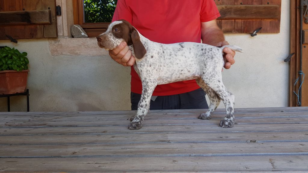 De La Forêt Des Ardents - Chiots disponibles - Braque français, type Pyrenees (petite taille)
